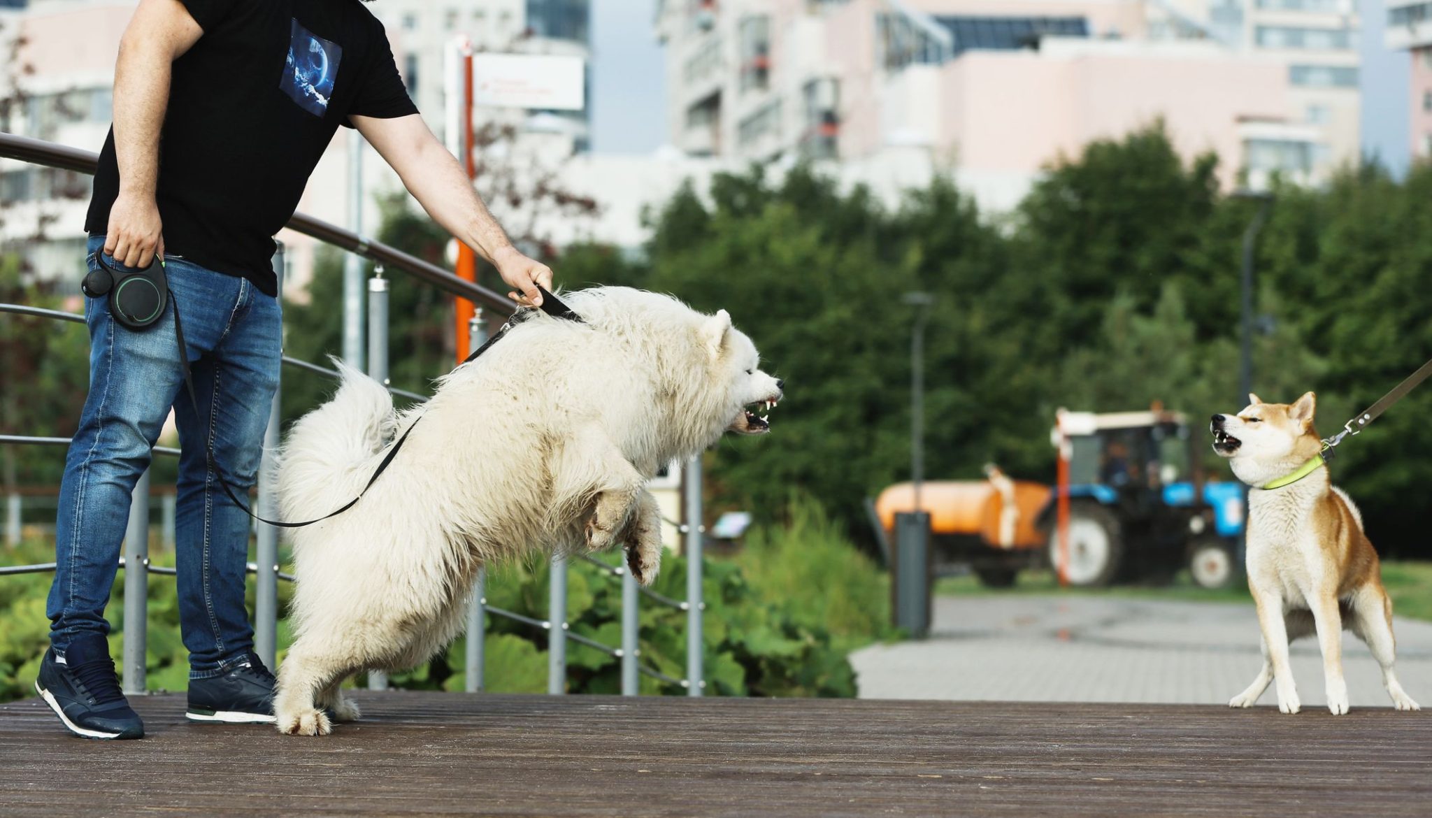 » How to Use Interactive Games in Pet Training: Learning While Playing
